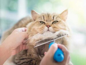 247_cat-grooming1.jpg &nbsp;